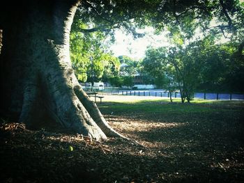 tree