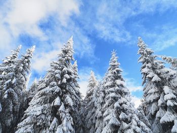 Low angle view of snow covered trees against sky