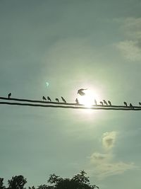 Low angle view of birds perching on the sky