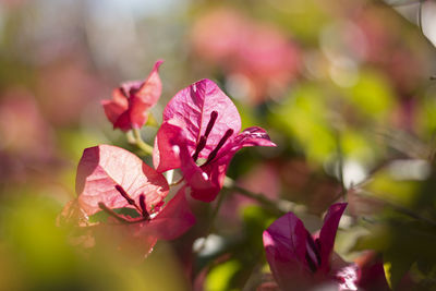 Close-up of pink rose