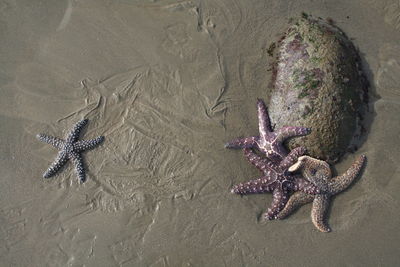 High angle view of starfish on beach