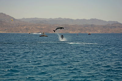 Dolpine at the sea of eilat