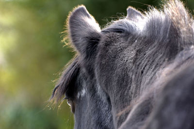 Close-up of horse