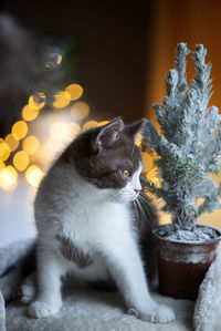 Beautiful british short hair cat