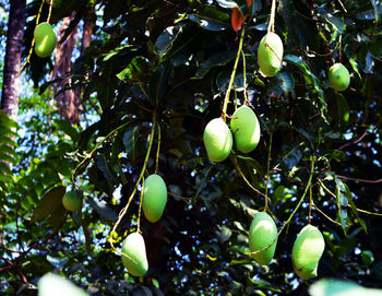 Close-up of fruits growing on tree