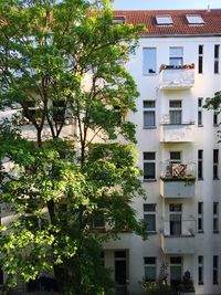 Trees and houses in city