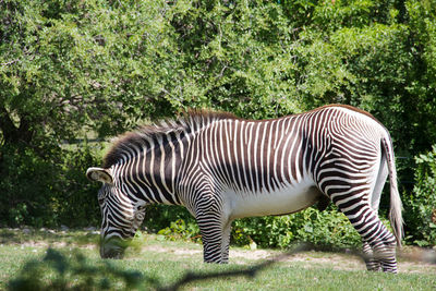 Toronto zoo,ontario,canada