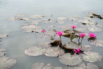 Beautiful lotus pink or purple flower on the water in the lake garden.