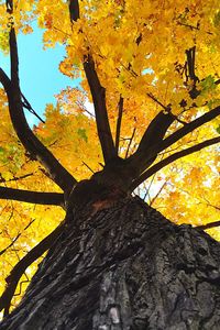 Low angle view of trees