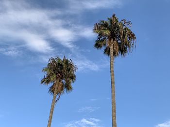 Low angle view of coconut palm tree against blue sky