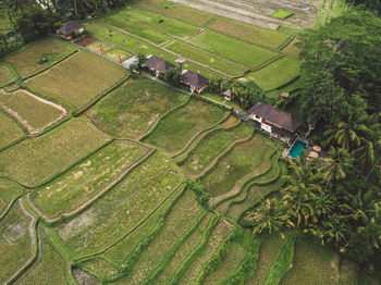 High angle view of rice field