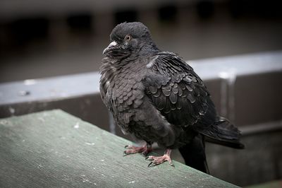 Close-up of pigeon perching on wooden table