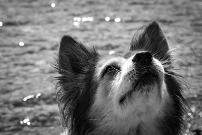 Close-up of dog