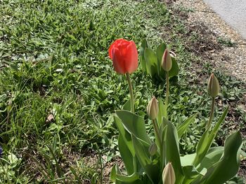 Close-up of red tulip on field