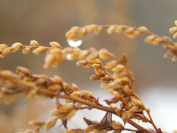 Close-up of flowering plant against blurred background