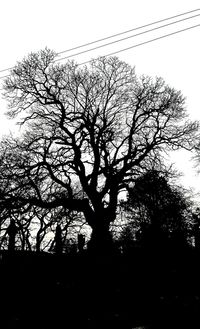 Low angle view of bare trees against sky