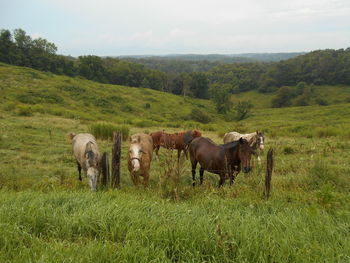 Cows standing on field against sky