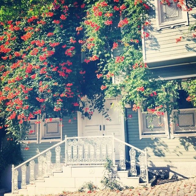 building exterior, built structure, architecture, tree, growth, flower, plant, house, branch, sunlight, nature, potted plant, day, outdoors, no people, park - man made space, residential building, residential structure, railing, entrance