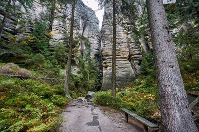 Footpath amidst trees in forest