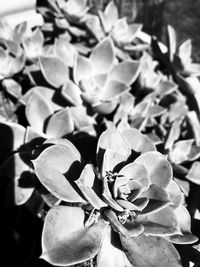 Close-up of flowering plant