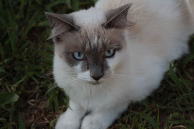 Close-up portrait of cat