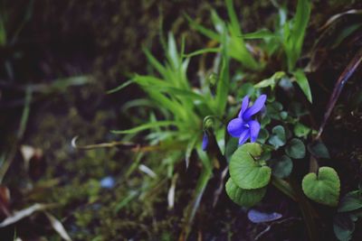 Close-up of purple flowering plant