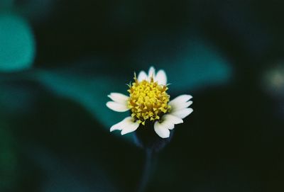 Close-up of white daisy flower