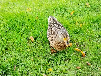 Bird perching on field