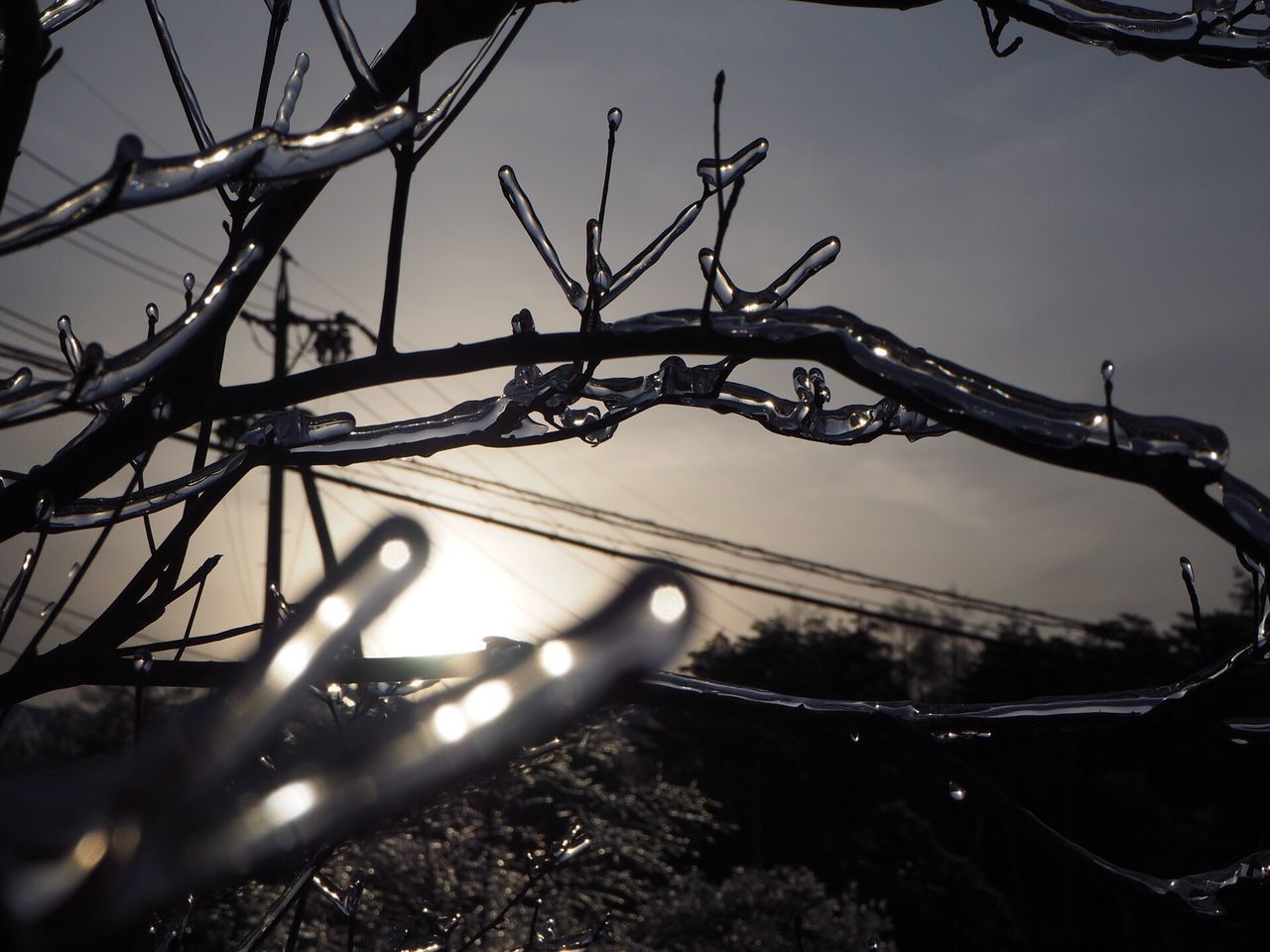 close-up, clear sky, branch, bare tree, nature, focus on foreground, sky, plant, growth, tranquility, twig, field, grass, outdoors, sunlight, no people, low angle view, beauty in nature, dry, day