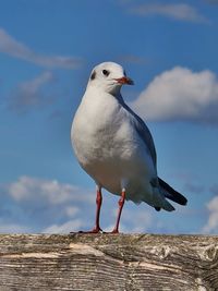 bird