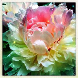 Close-up of flower in water