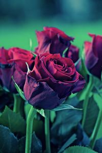 Close-up of rose blooming outdoors