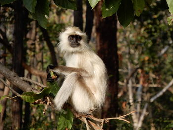 Langur monkey in kanha national park, india.