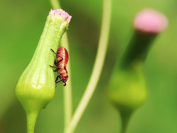 Close-up of insect on leaf