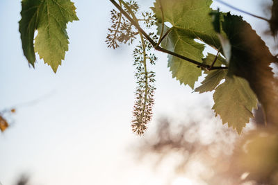 Young blooming cluster of grapes on the grape vine on vineyard against the sun rays