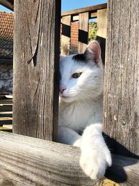 Cat lying on wooden bench