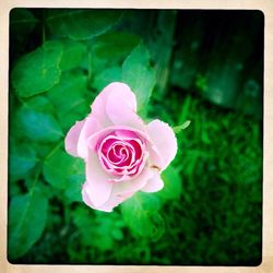 Close-up of pink rose