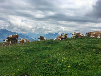Panoramic view with lying cows 