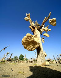 Low angle view of trees on field against clear blue sky