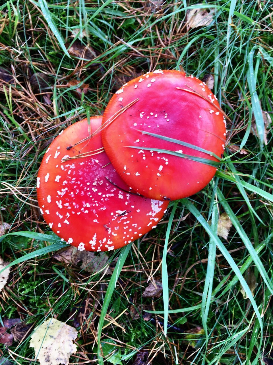 CLOSE-UP OF FLY AGARIC MUSHROOM ON FIELD