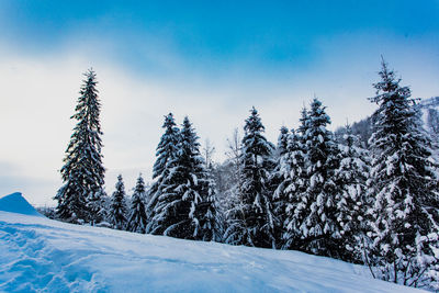 Snow covered pine trees against sky