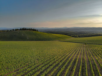 Scenic view of agricultural field against sky