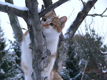 Low angle view of cat on tree