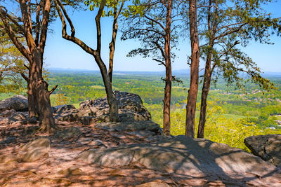 Trees on landscape