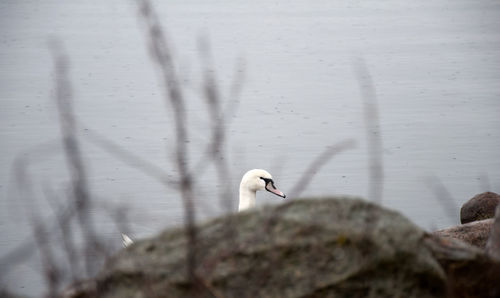 Bird perching on a lake