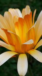 Close-up of flowers blooming outdoors