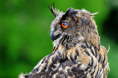 Close-up of owl looking to the left