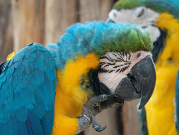 Close-up of a bird perching