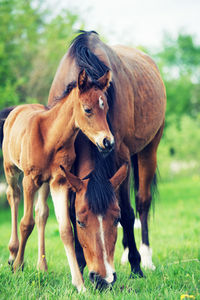 Horses standing on land