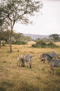 Zebra standing on field